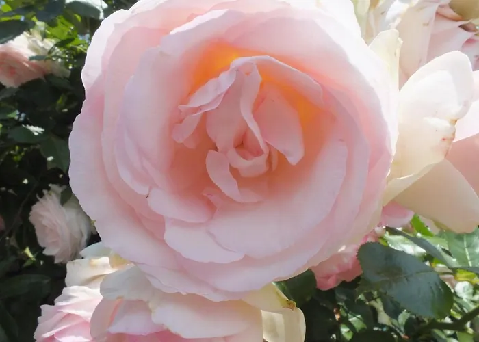 Santa Maria 4* 몬타이오네