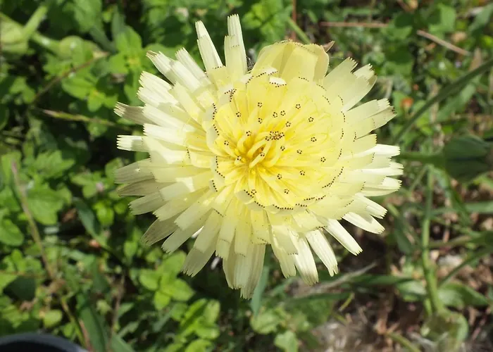 Santa Maria 아파트호텔 몬타이오네